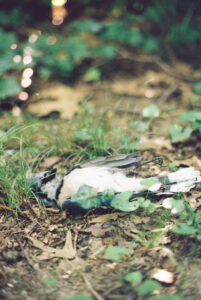 dead bird photograph on 35mm film