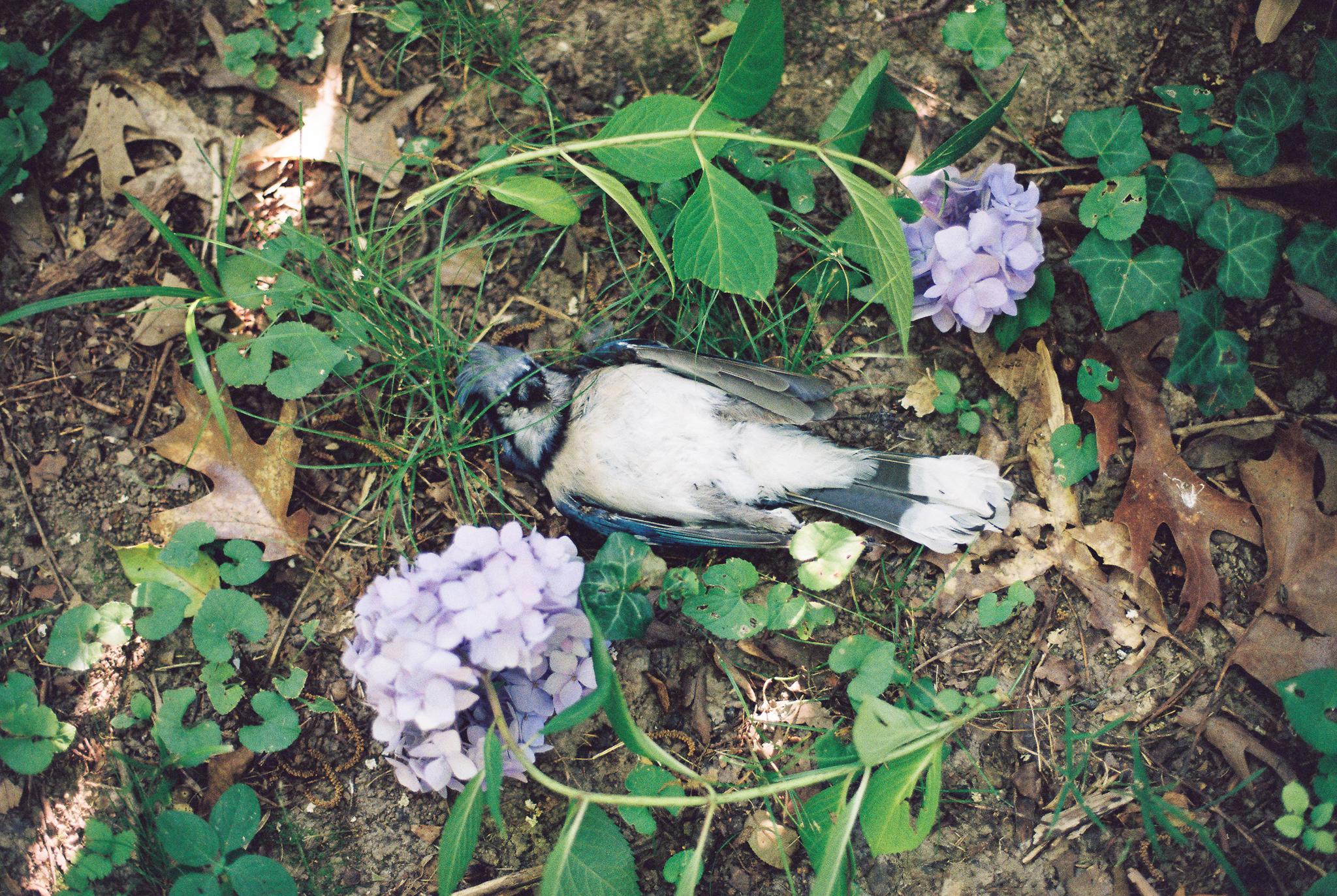 dead bird photo on 35mm film
