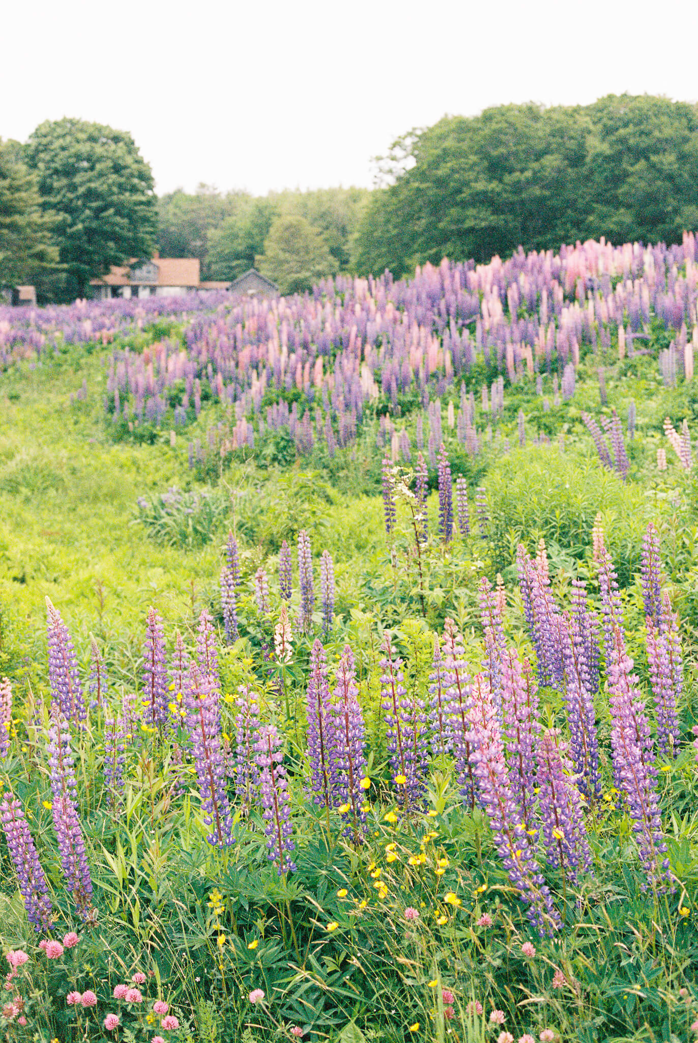 wild lupines in maine